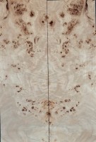 Burl Poplar top