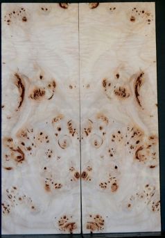 Burl Poplar