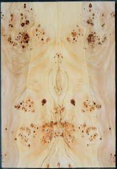 BODY TOP BURL POPLAR