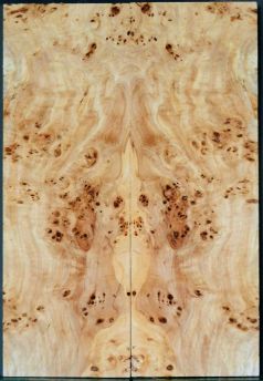 BODY TOP BURL POPLAR