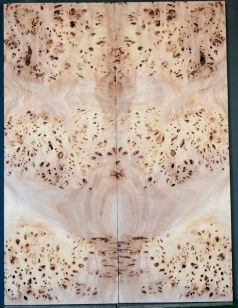 Burl Poplar BASS