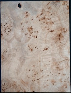 Burl Poplar 1pc