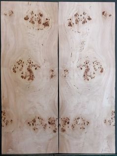 Burl poplar
