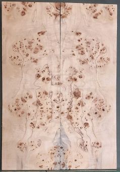 Burl Poplar Top Spalted