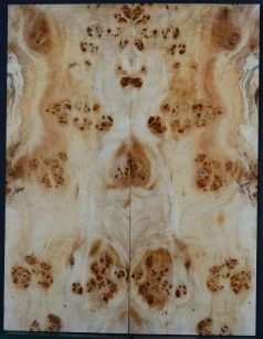 Burl Poplar top