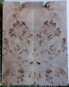 Burl poplar top