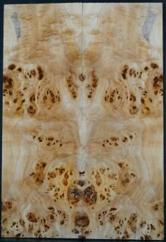 Burl Poplar top