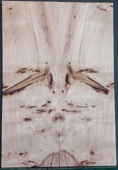 Burl Poplar  BODY Top