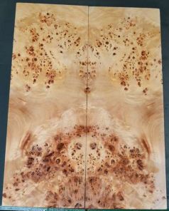 BASS Burl Poplar top