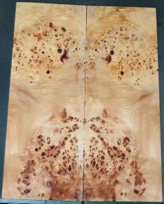 BASS Burl Poplar top