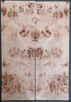 Burl poplar