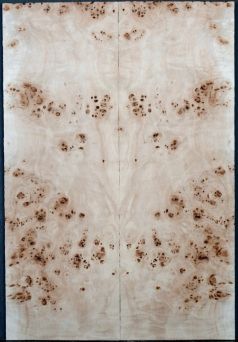 Burl poplar