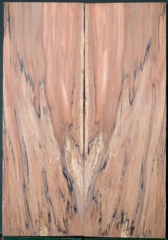 Spalted Apple