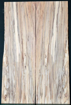 Spalted Beech 