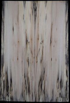 Spalted Maple