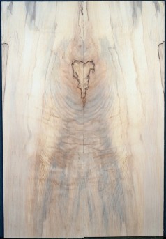 Spalted Maple Top