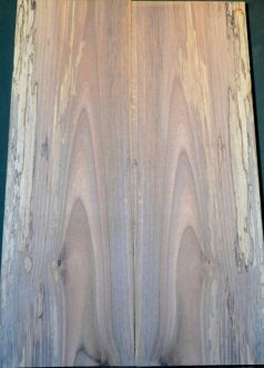 Spalted Walnut