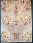 Burl Poplar BASS