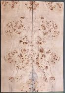 Burl Poplar Top