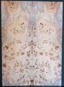 Burl Poplar Top