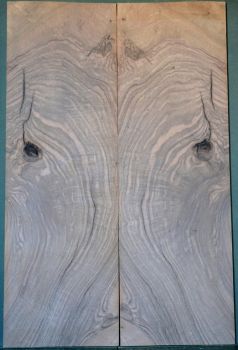 Walnut 